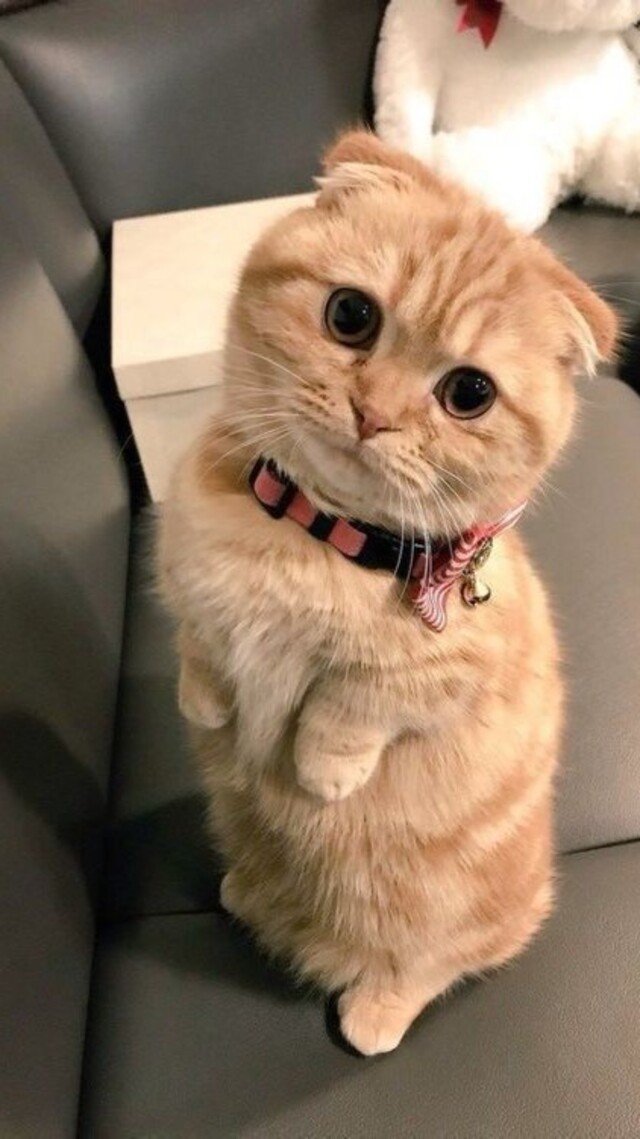 hình nền mèo cute cho điện thoại