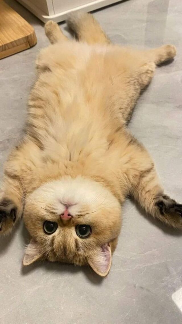 hình nền mèo cute cho điện thoại