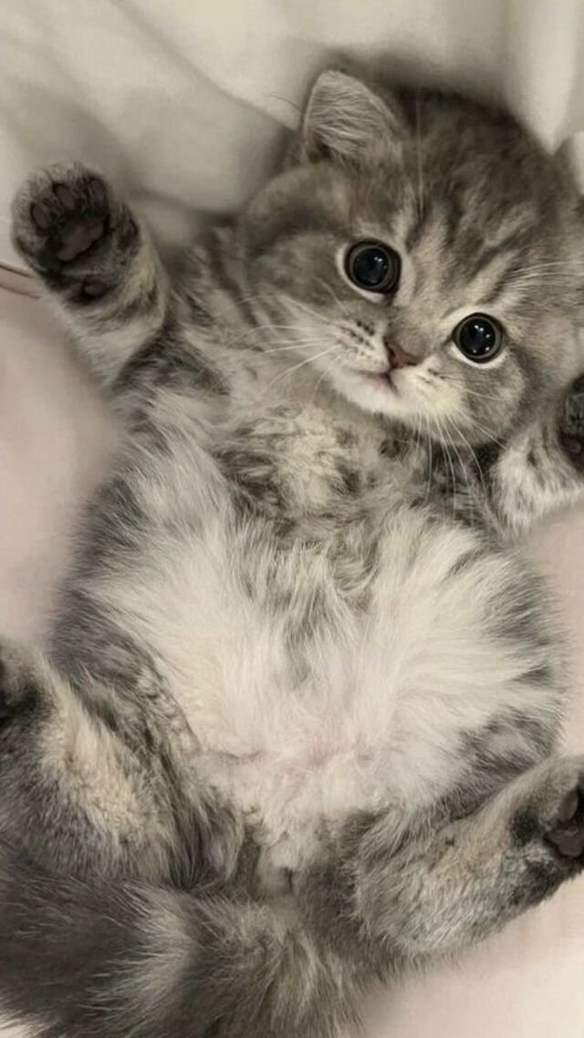 hình nền mèo cute cho điện thoại