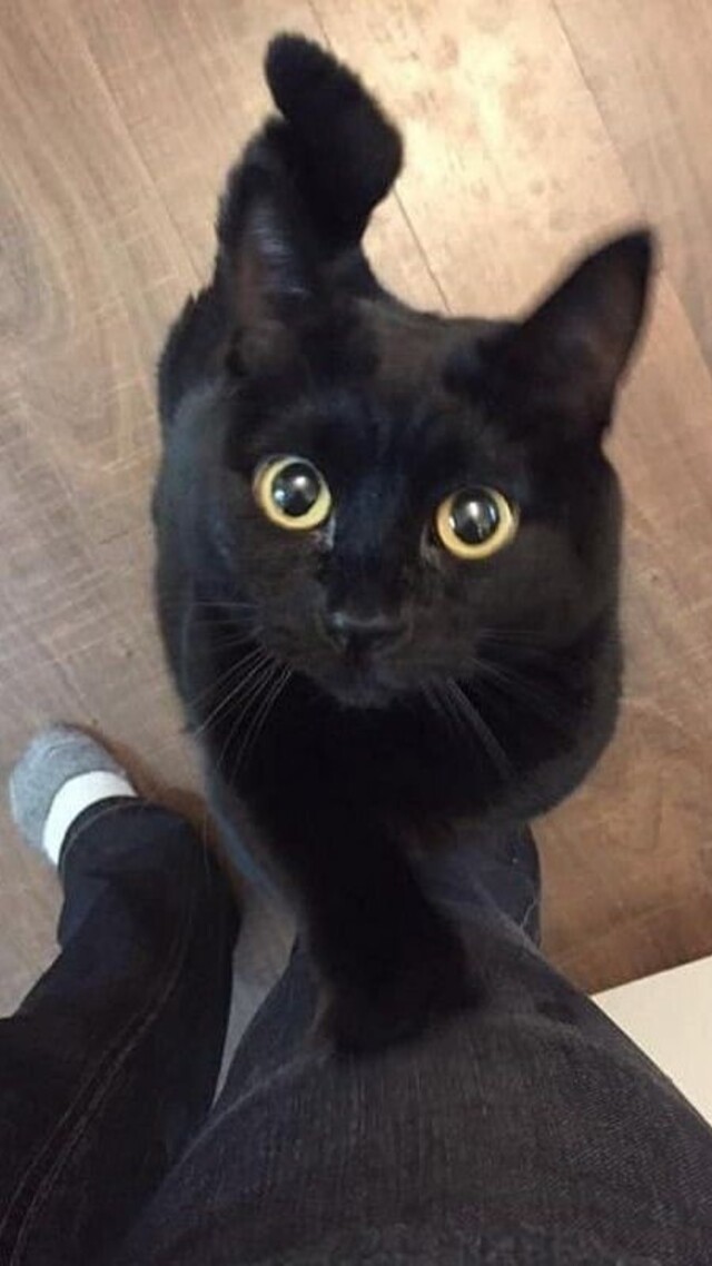 hình nền mèo cute cho điện thoại