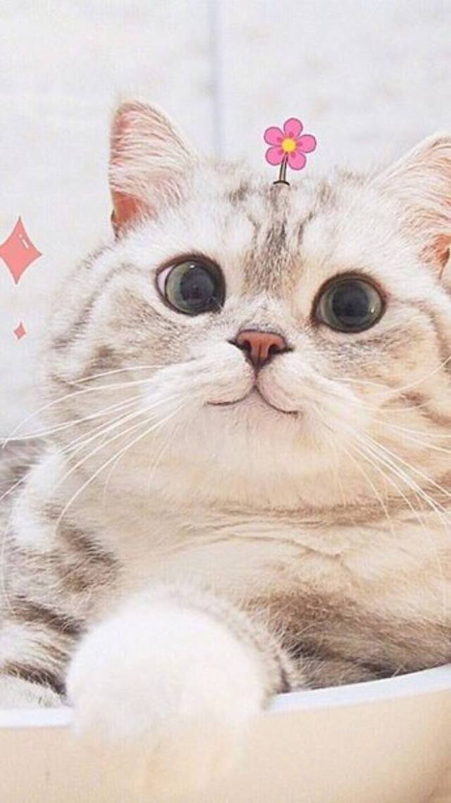 hình nền mèo cute cho điện thoại