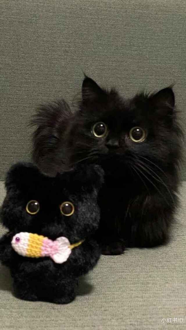 hình nền mèo cute cho điện thoại