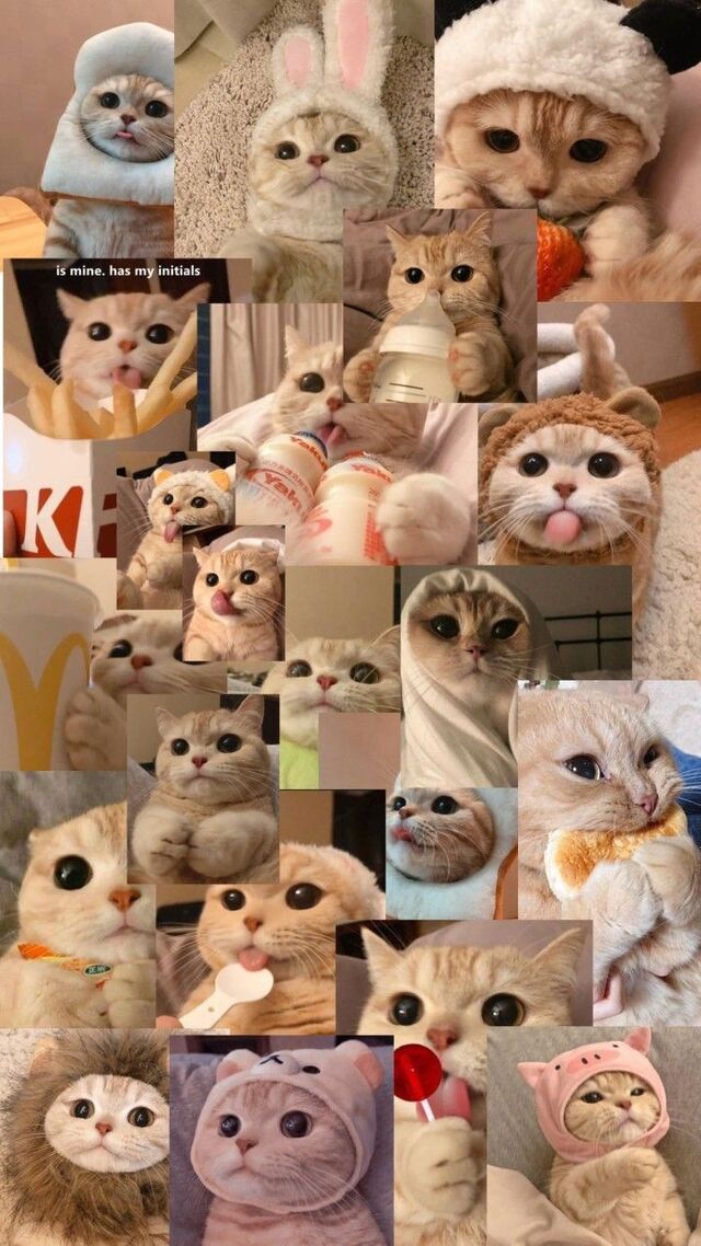 hình nền mèo cute cho điện thoại