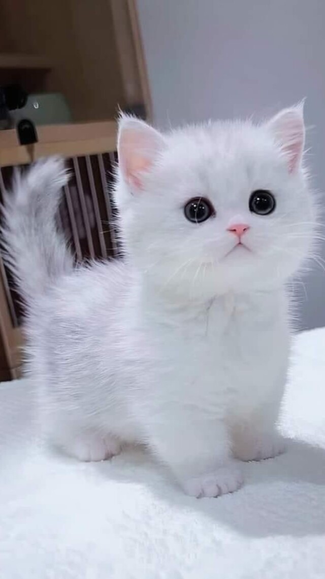 hình nền mèo cute cho điện thoại