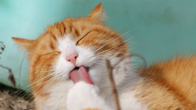 Hình nền mèo cute cho máy tính