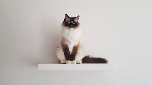 Hình nền mèo cute cho máy tính