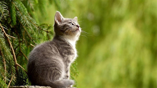 Hình nền mèo cute cho máy tính
