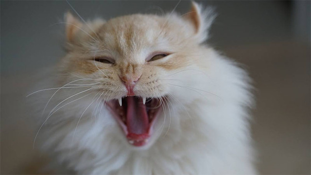 Hình nền mèo cute cho máy tính