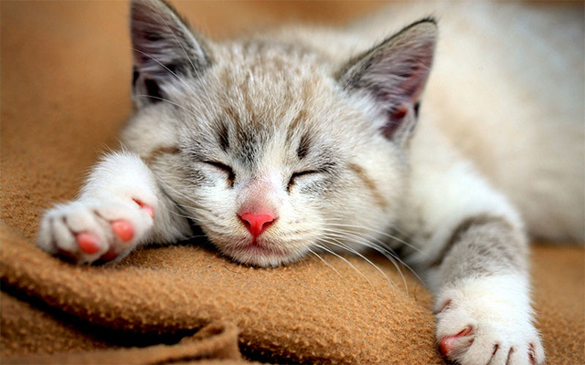 Hình nền mèo cute cho máy tính