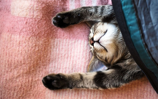 Hình nền mèo cute cho máy tính