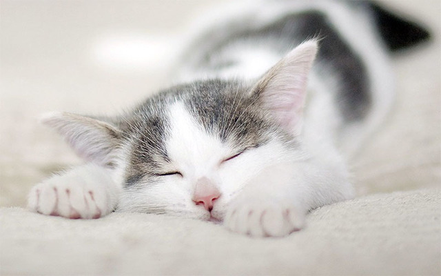 Hình nền mèo cute cho máy tính