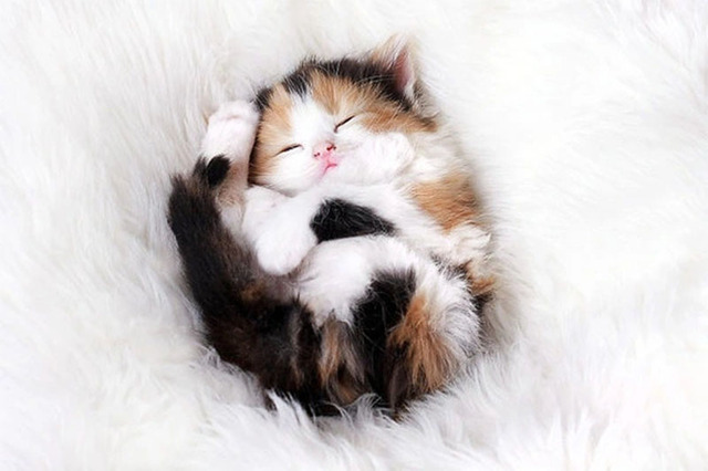 Hình nền mèo cute cho máy tính