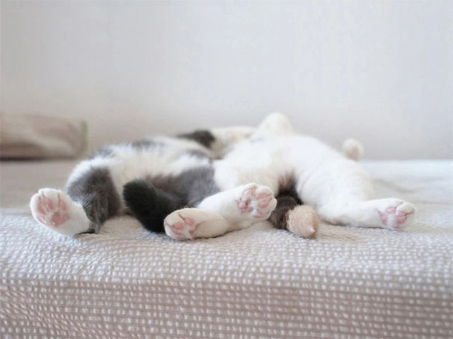 Hình nền mèo cute cho máy tính