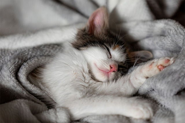 Hình nền mèo cute cho máy tính