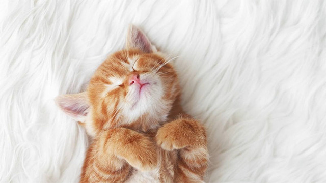 Hình nền mèo cute cho máy tính
