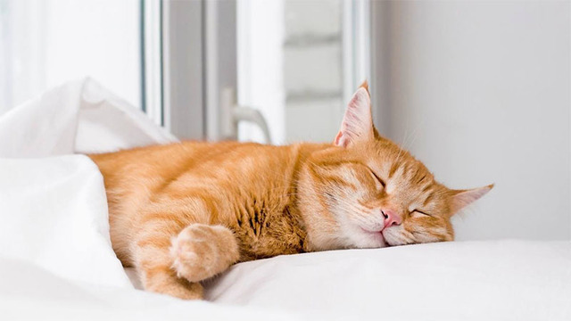 Hình nền mèo cute cho máy tính